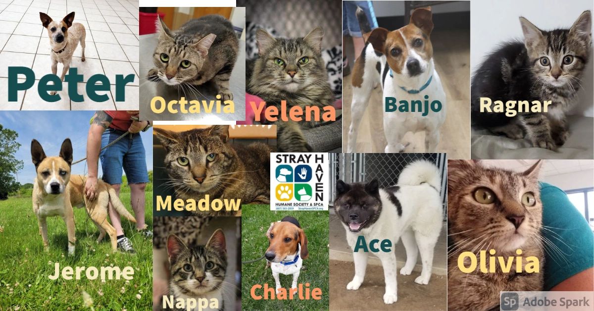 Stray Haven Humane Society & SPCA